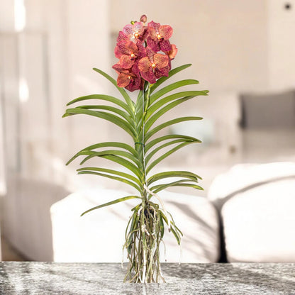 Vanda 'Leopard Coral'
