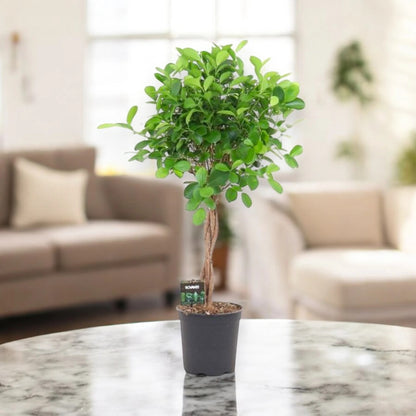 Ficus microcarpa 'Moclame'