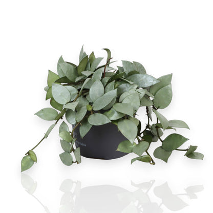 Hoya krohniana Eskimo con fusti ricadenti e foglie argentate in vaso sospeso