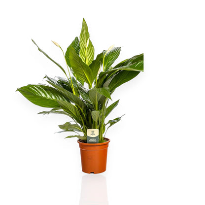Spathiphyllum Sweet Lauretta con brattee bianche in vaso, pianta da interno compatta
