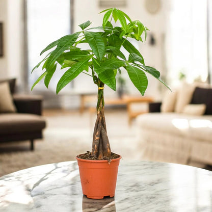 Pachira aquatica