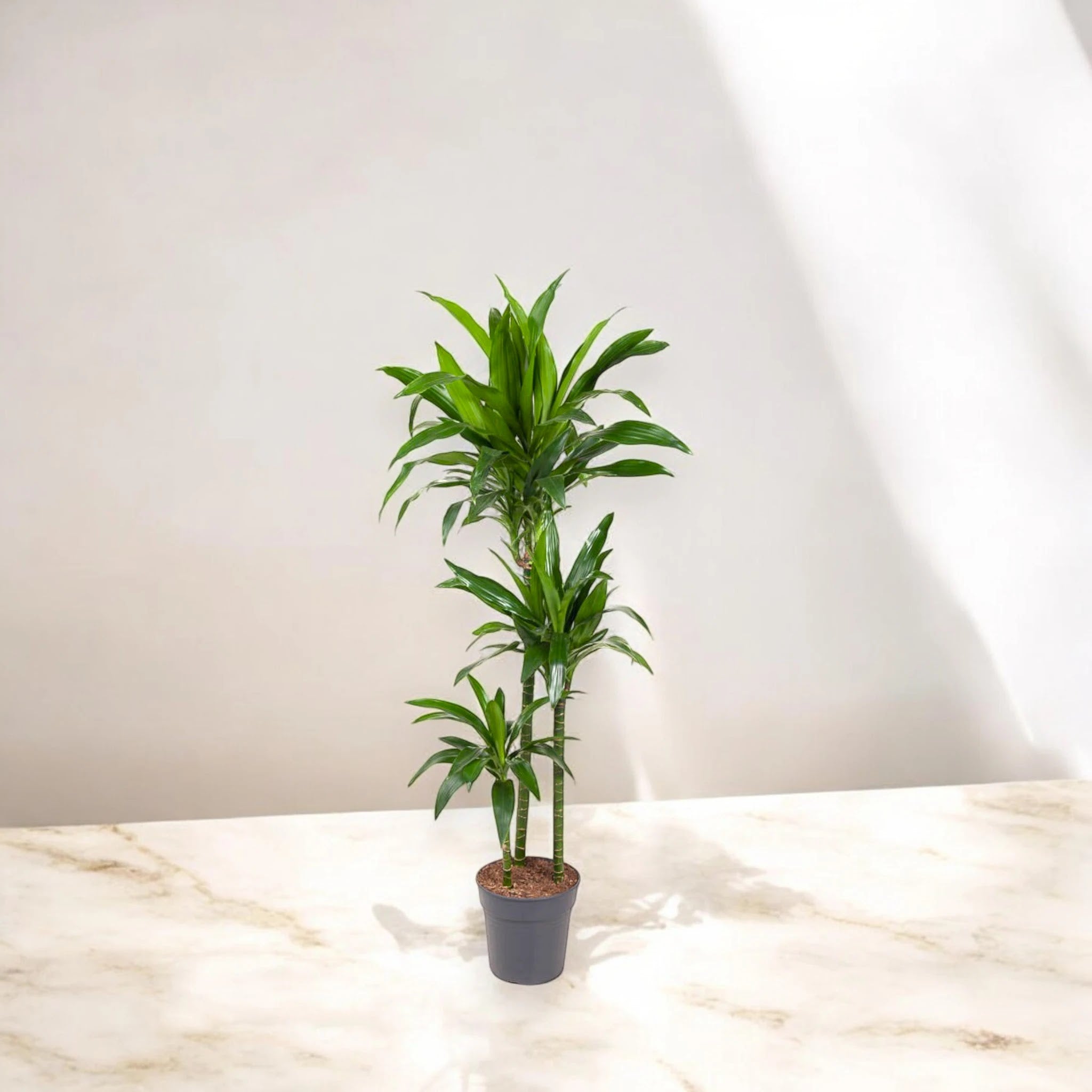 Dracaena fragrans 'Janet craig'