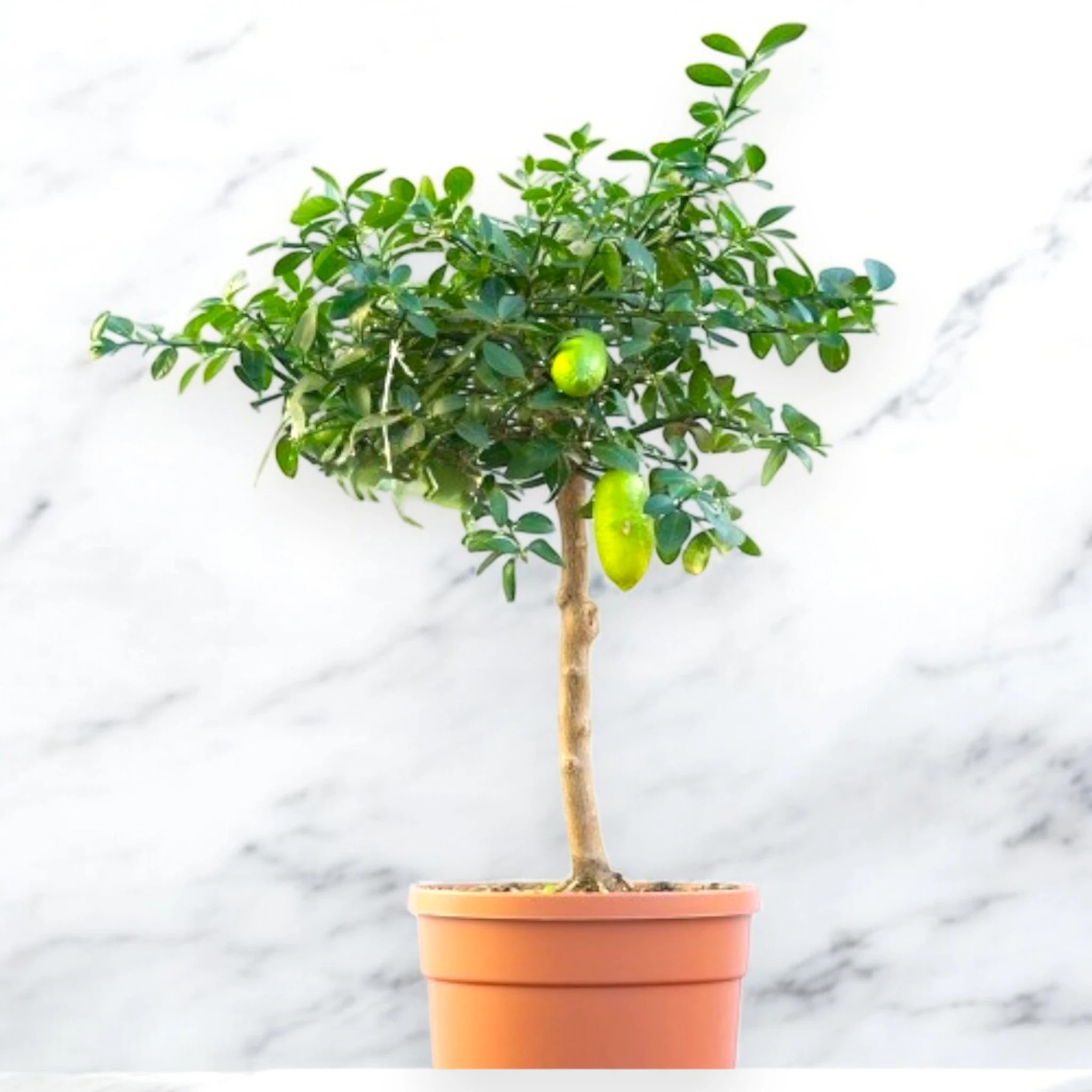 Nandina domestica 'Lemon-Lime'