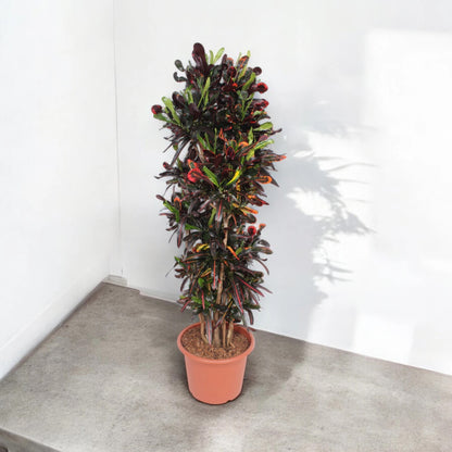 Codiaeum variegatum 'Mammi'