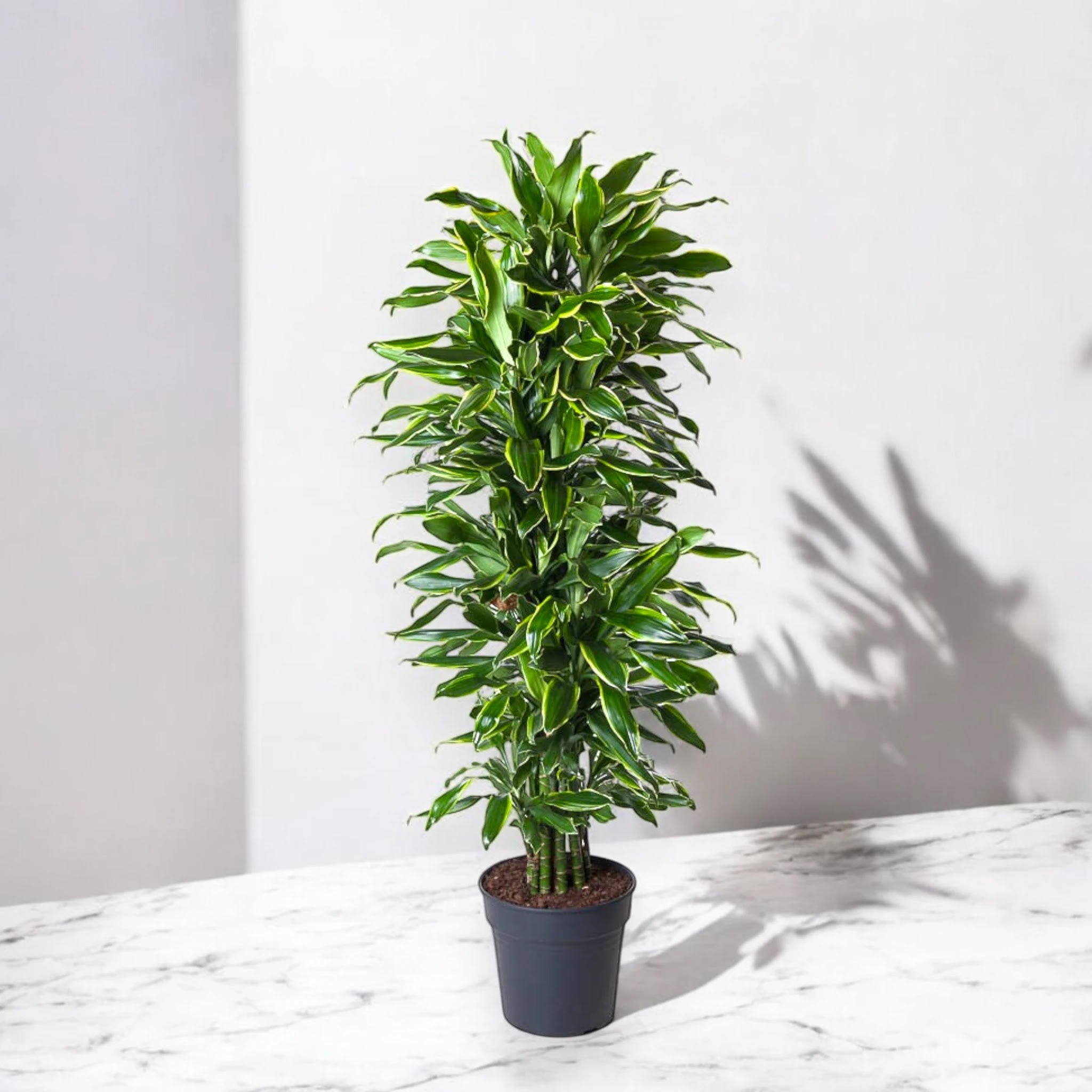 Dracaena fragrans 'Golden coast'