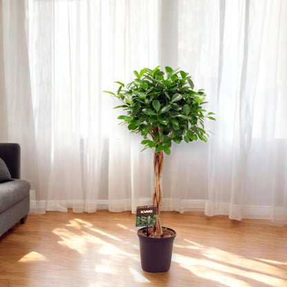 Ficus microcarpa 'Moclame'