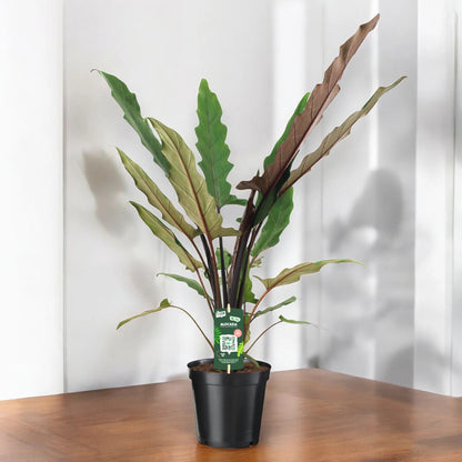 Alocasia lautebarchiana