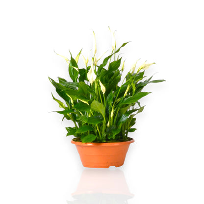 Spathiphyllum Bellini con foglie verde lucido e fiori bianchi in vaso decorativo per interni