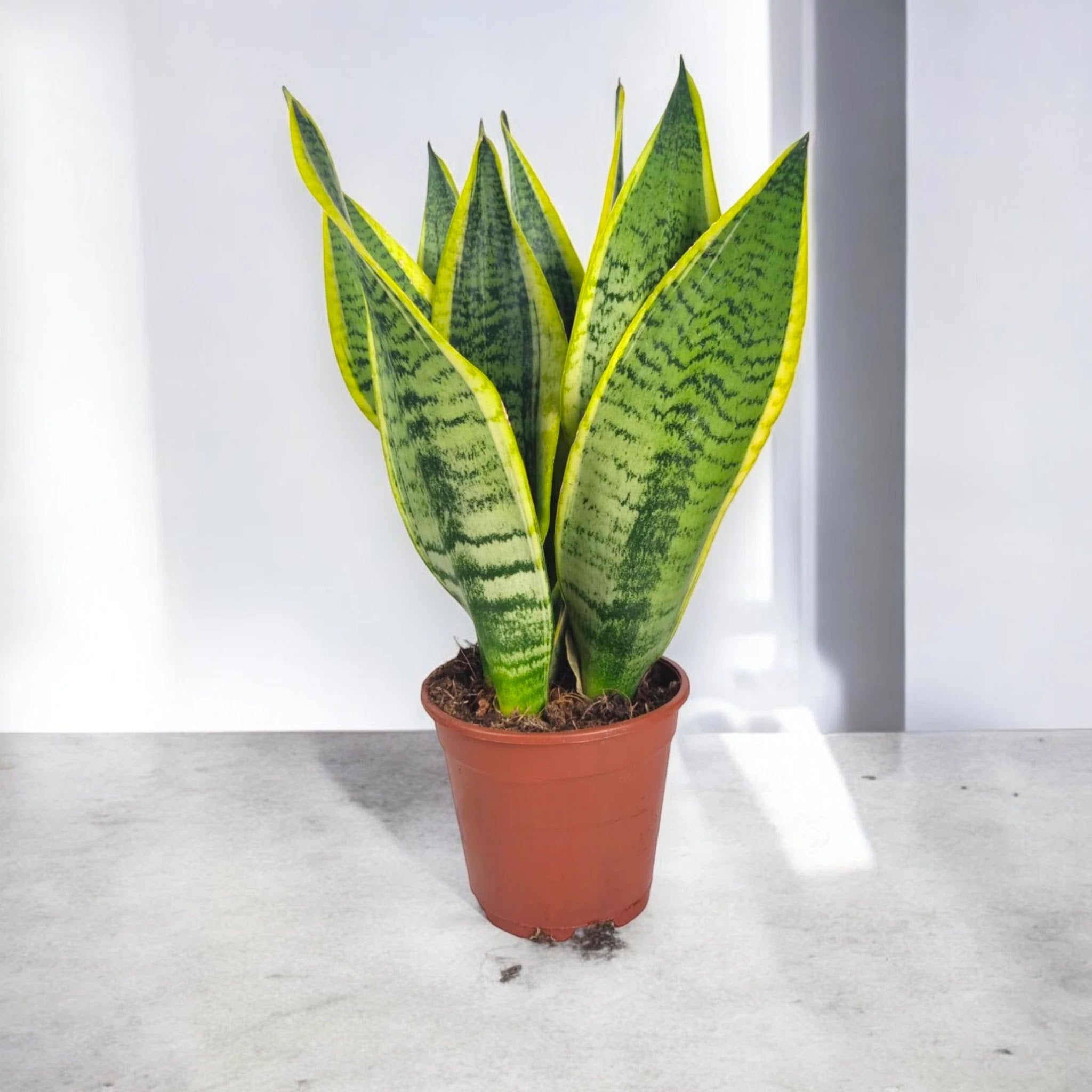 Sansevieria trifasciata 'Futura Superba'