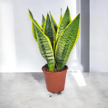 Sansevieria trifasciata 'Futura Superba'