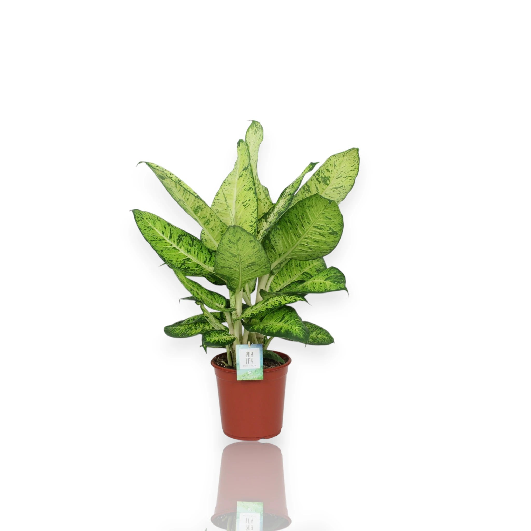 Dieffenbachia White Amazon in vaso con foglie variegate bianche e verdi in ambiente domestico luminoso