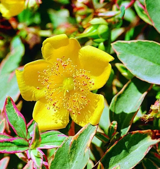 Hypericum moserianum Tricolor arbusto compatto con foglie variegate rosso giallo rosa in giardino