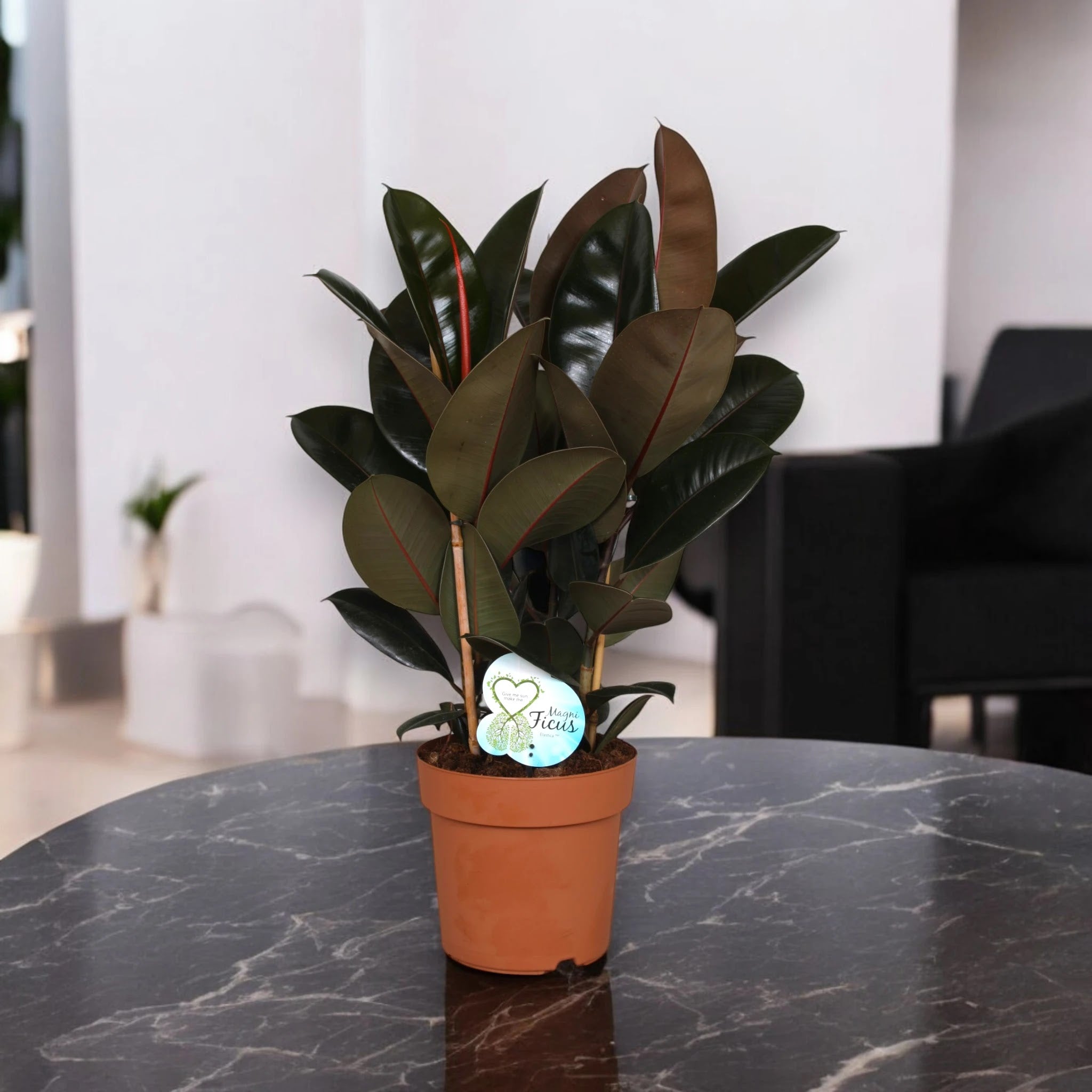 Ficus elastica 'Abidjan'