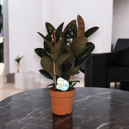 Ficus elastica 'Abidjan'