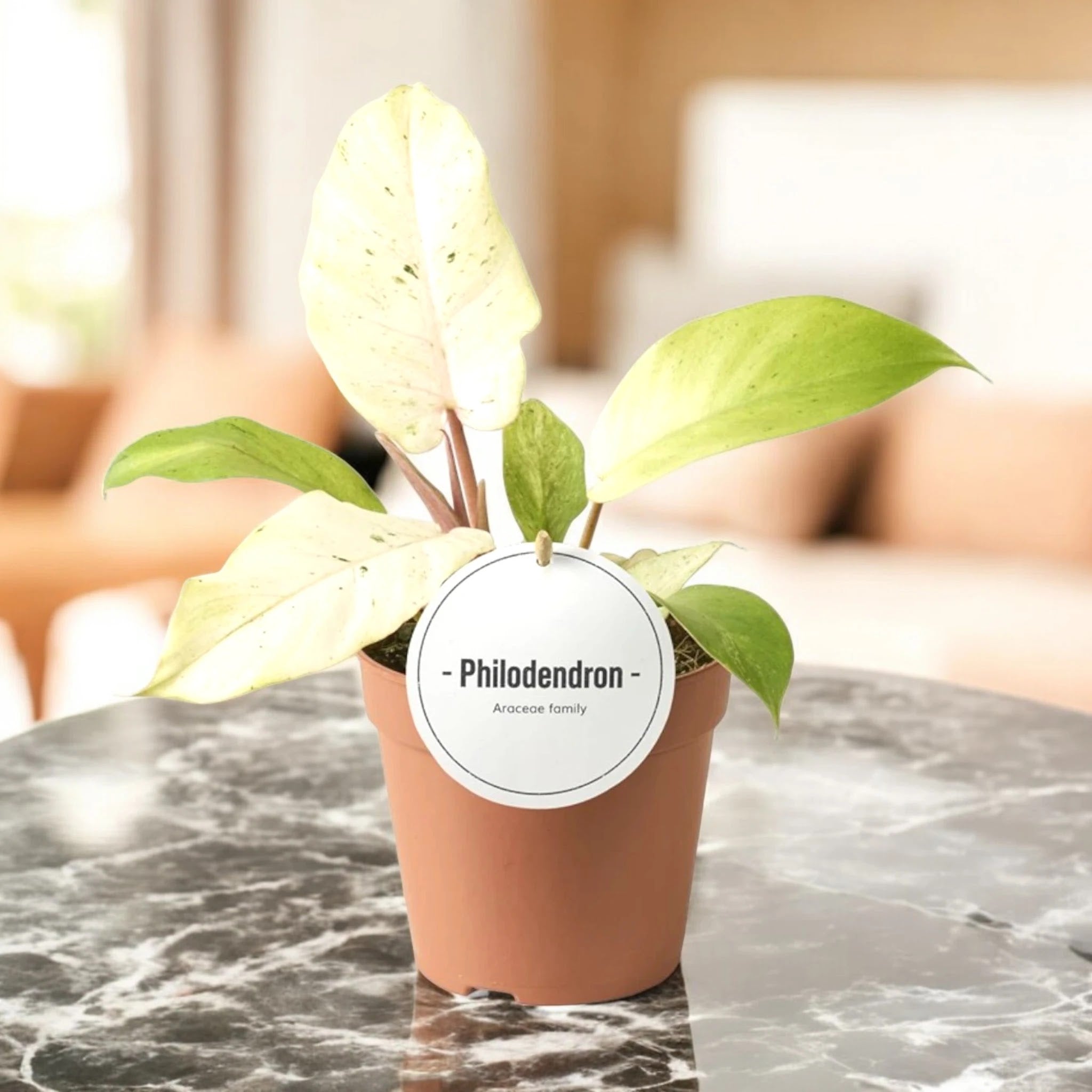 Philodendron 'Snowdrift'
