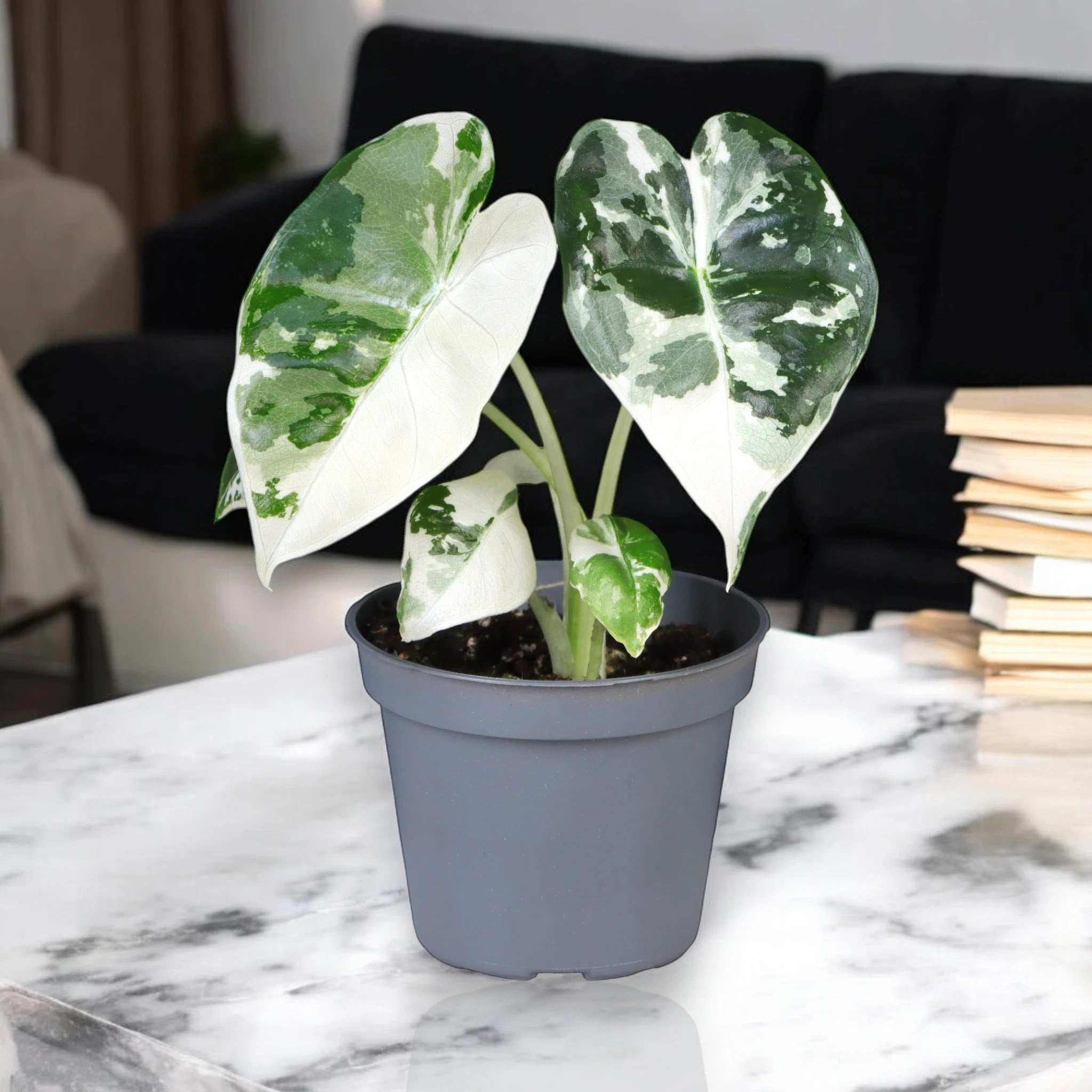 Alocasia variegata
