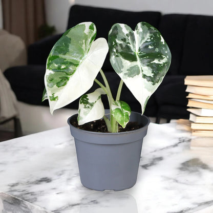 Alocasia variegata