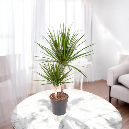 Dracaena fragrans marginata