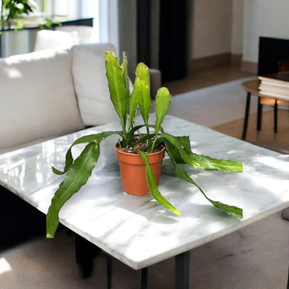 Epiphyllum fruhlingsgold