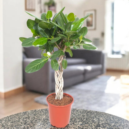 Ficus benghalensis