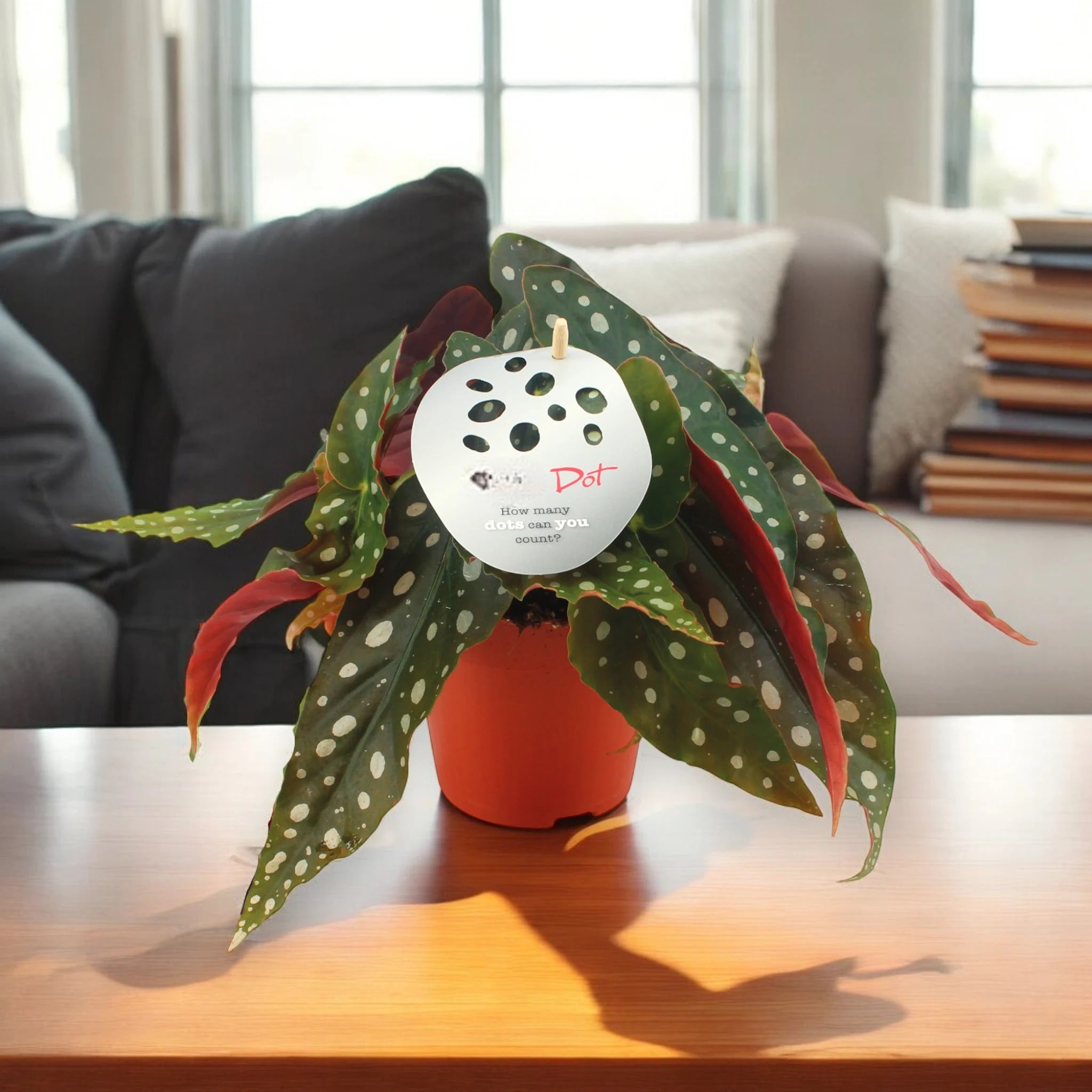 Begonia maculata