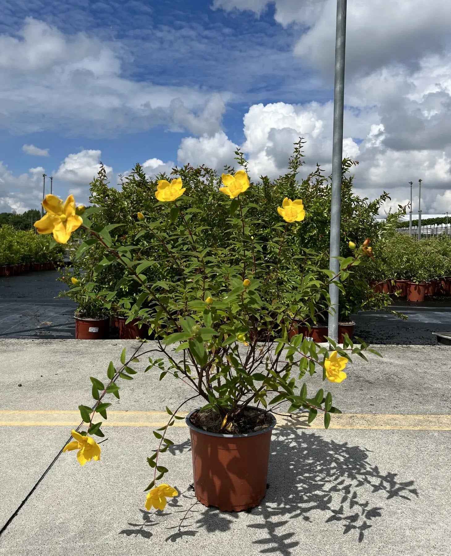 Dettaglio fiori giallo oro a coppa di Hypericum Hidcote con stami dorati visibili