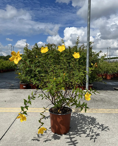 Dettaglio fiori giallo oro a coppa di Hypericum Hidcote con stami dorati visibili