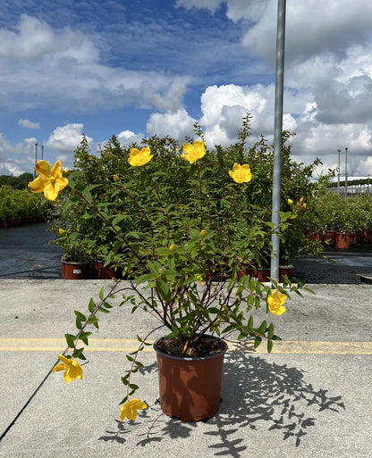 Dettaglio fiori giallo oro a coppa di Hypericum Hidcote con stami dorati visibili
