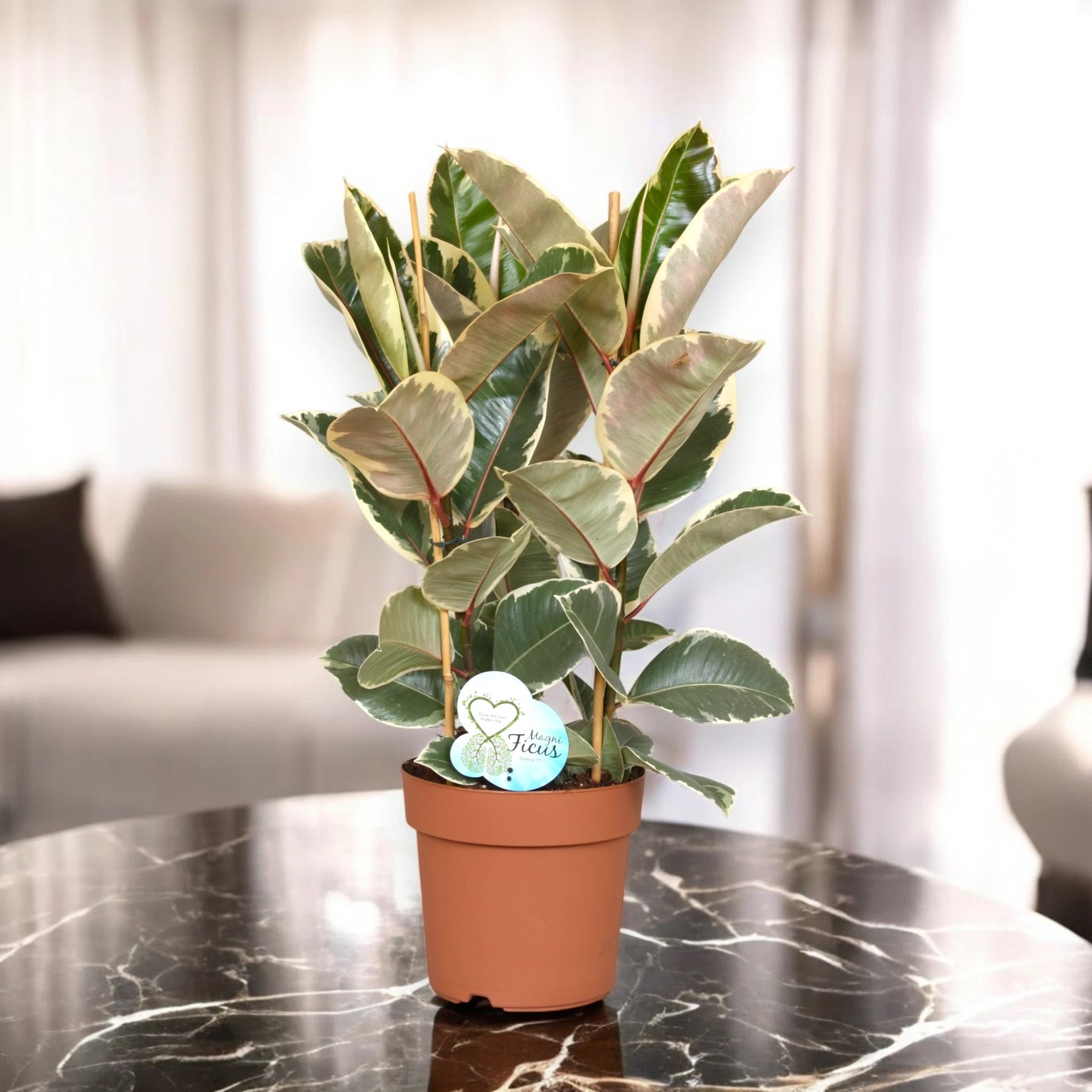Ficus elastica 'Tineke'