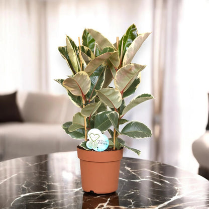 Ficus elastica 'Tineke'