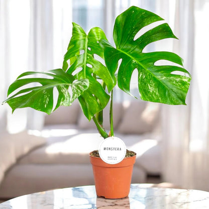 Dettaglio foglia Monstera deliciosa variegata con fenestrazioni e striature bianche naturali