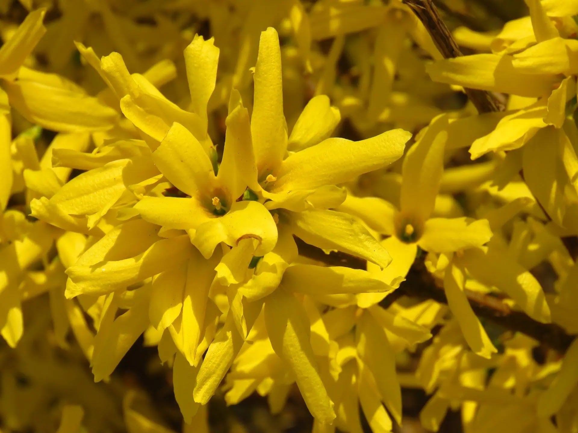 Forsythia intermedia Mikador arbusto fiorito con rami carichi di fiori gialli in giardino primaverile