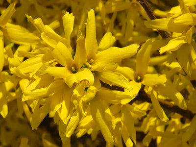 Forsythia intermedia Mikador arbusto fiorito con rami carichi di fiori gialli in giardino primaverile