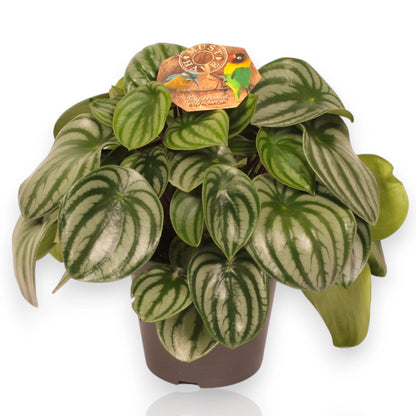 Peperomia argyreia in vaso con foglie rotonde verdi e striature argentate simili a un cocomero