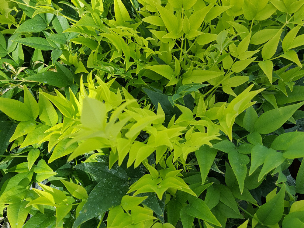 Nandina domestica