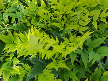 Nandina domestica