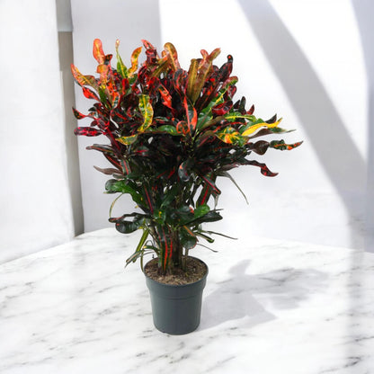Codiaeum variegatum 'Mammi'
