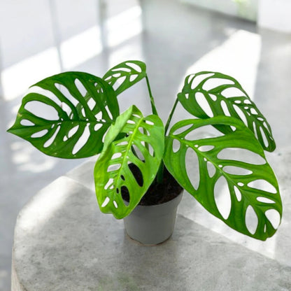 Philodendron 'Esqueleto'
