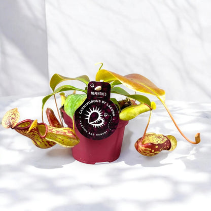 Nepenthes 'Gaya'