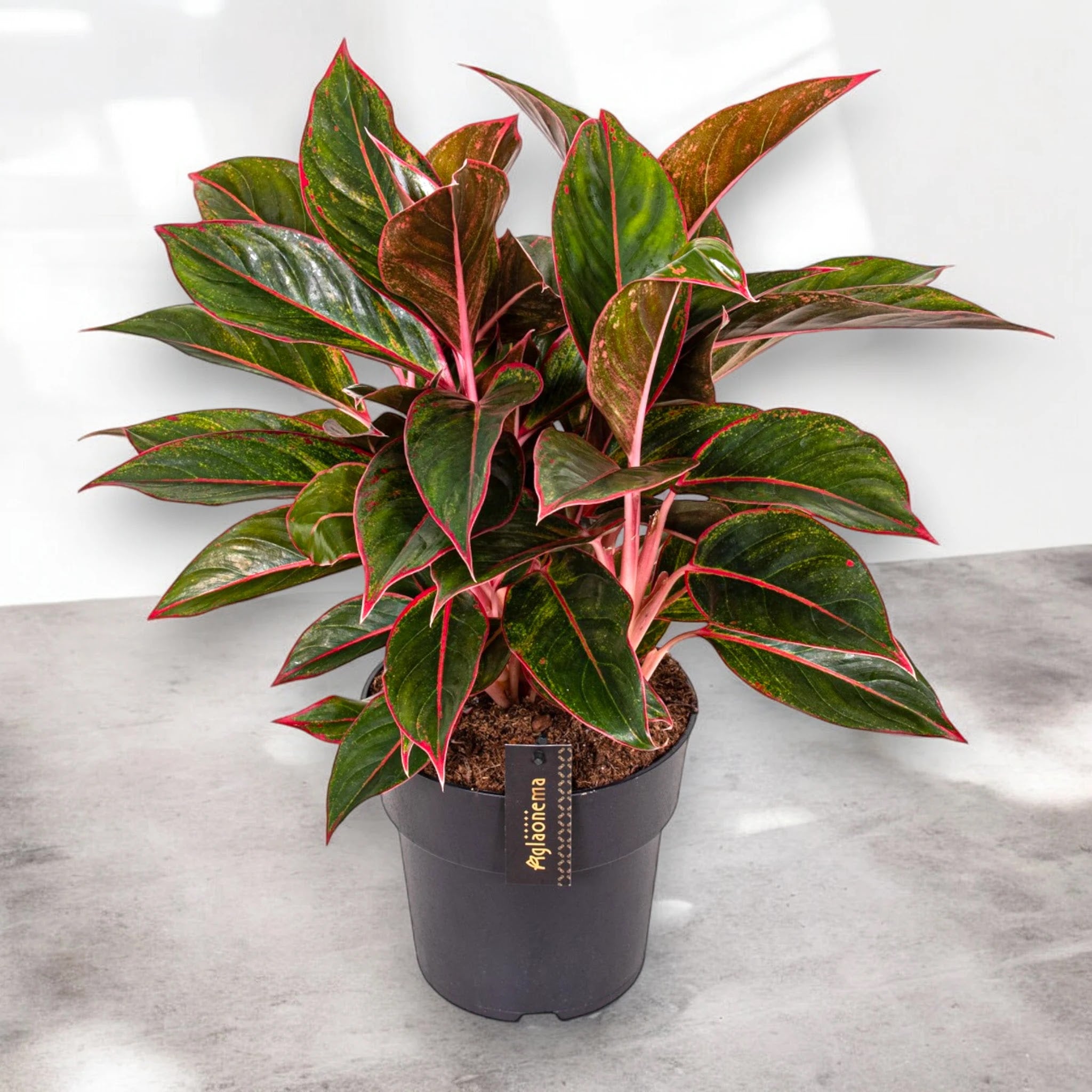 Aglaonema 'Jungle Red'