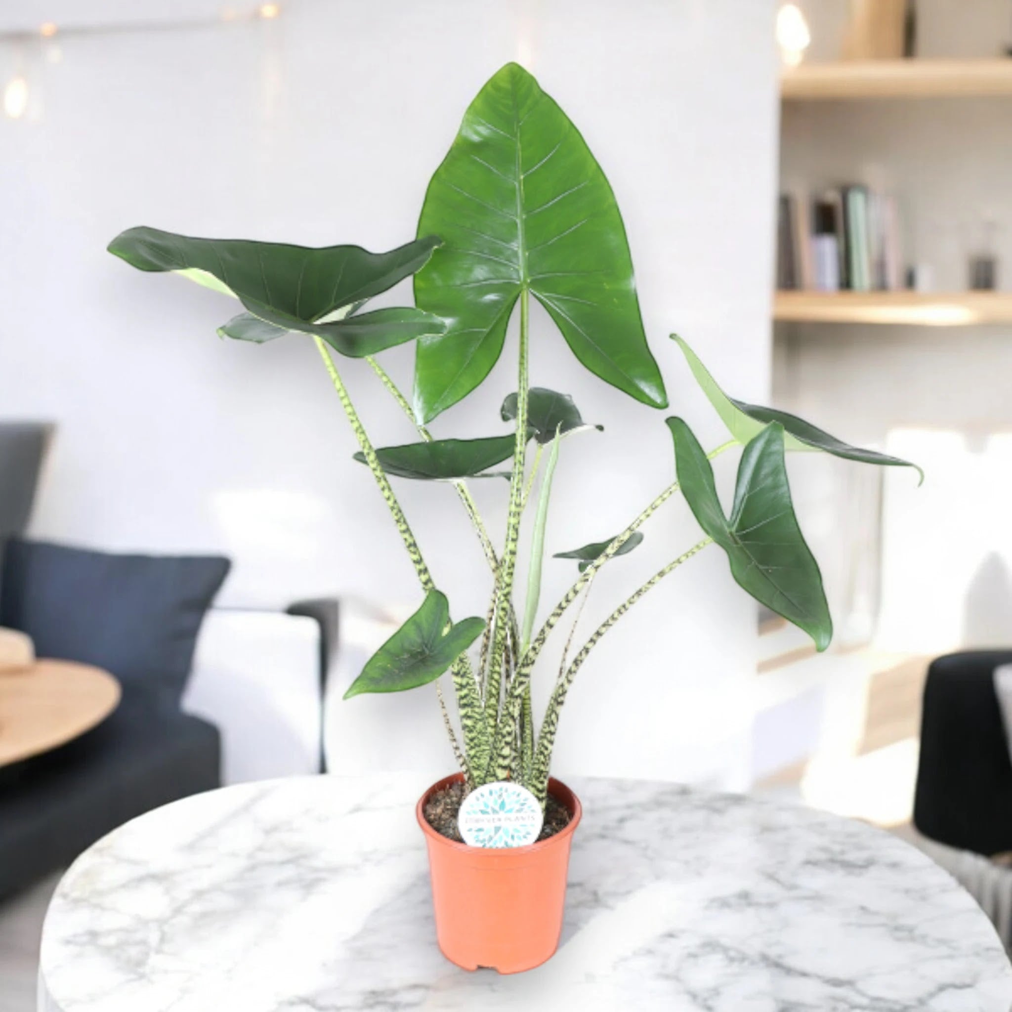 Alocasia zebrina