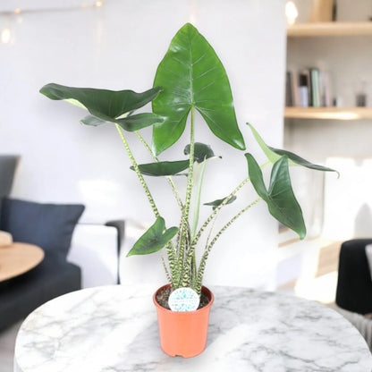 Alocasia zebrina