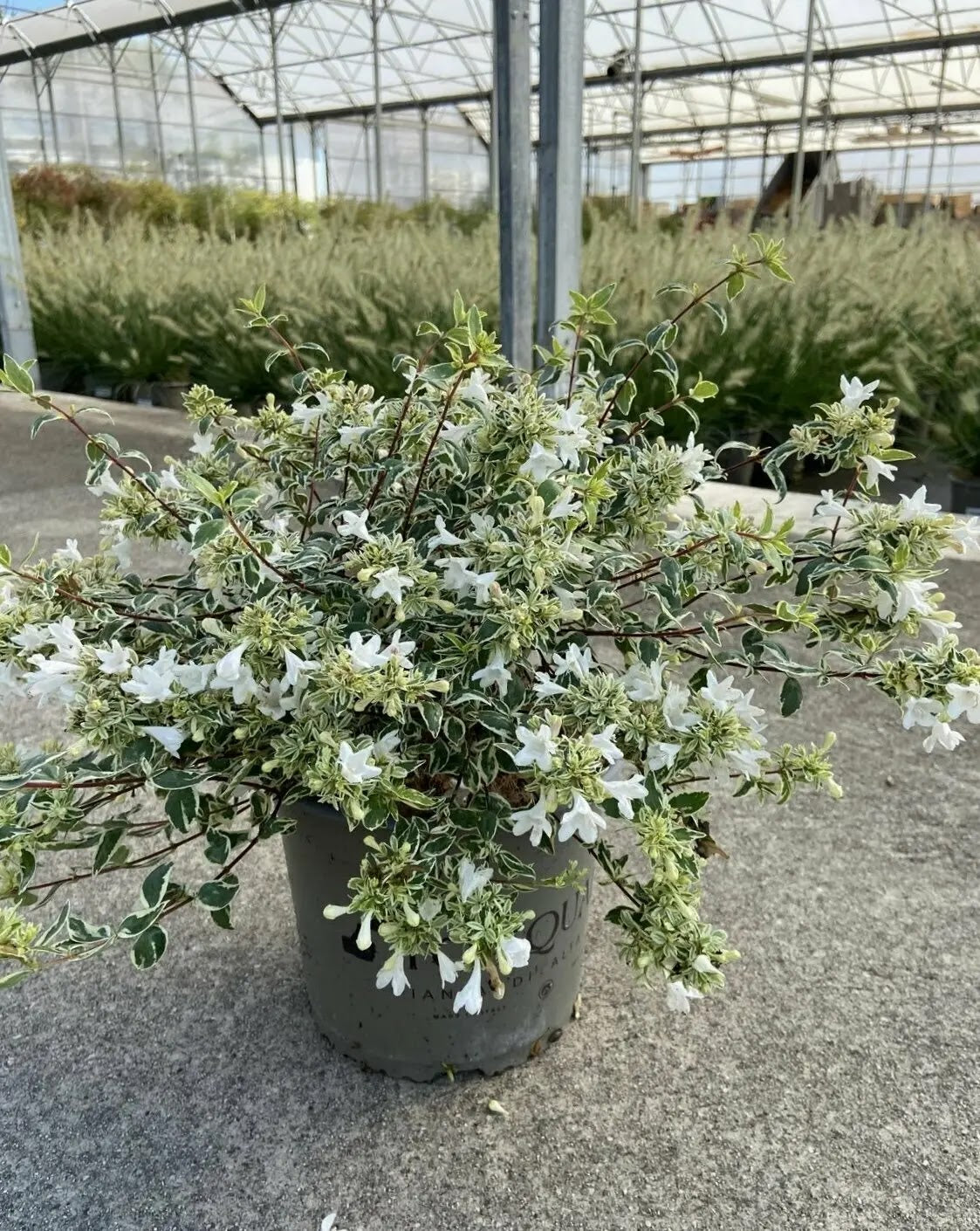 Dettaglio foglie variegate e fiori bianchi profumati di Abelia grandiflora Sparkling Silver