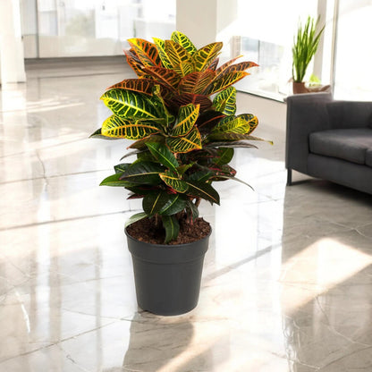 Codiaeum variegatum 'Petra'