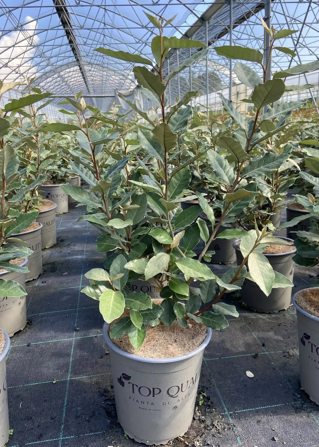 Dettaglio foglie coriacee Elaeagnus ebbingei Compacta con pagina inferiore argentata