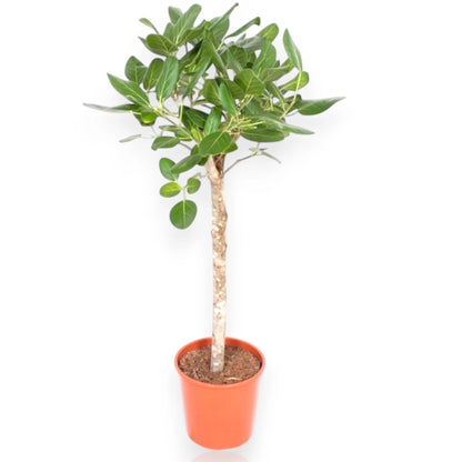 Ficus benghalensis
