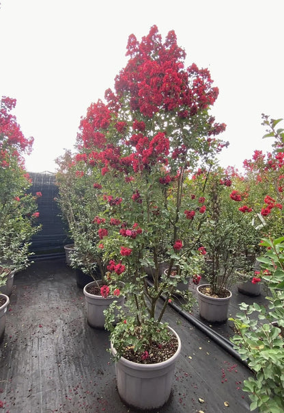 Lagerstroemia 'Dynamite'