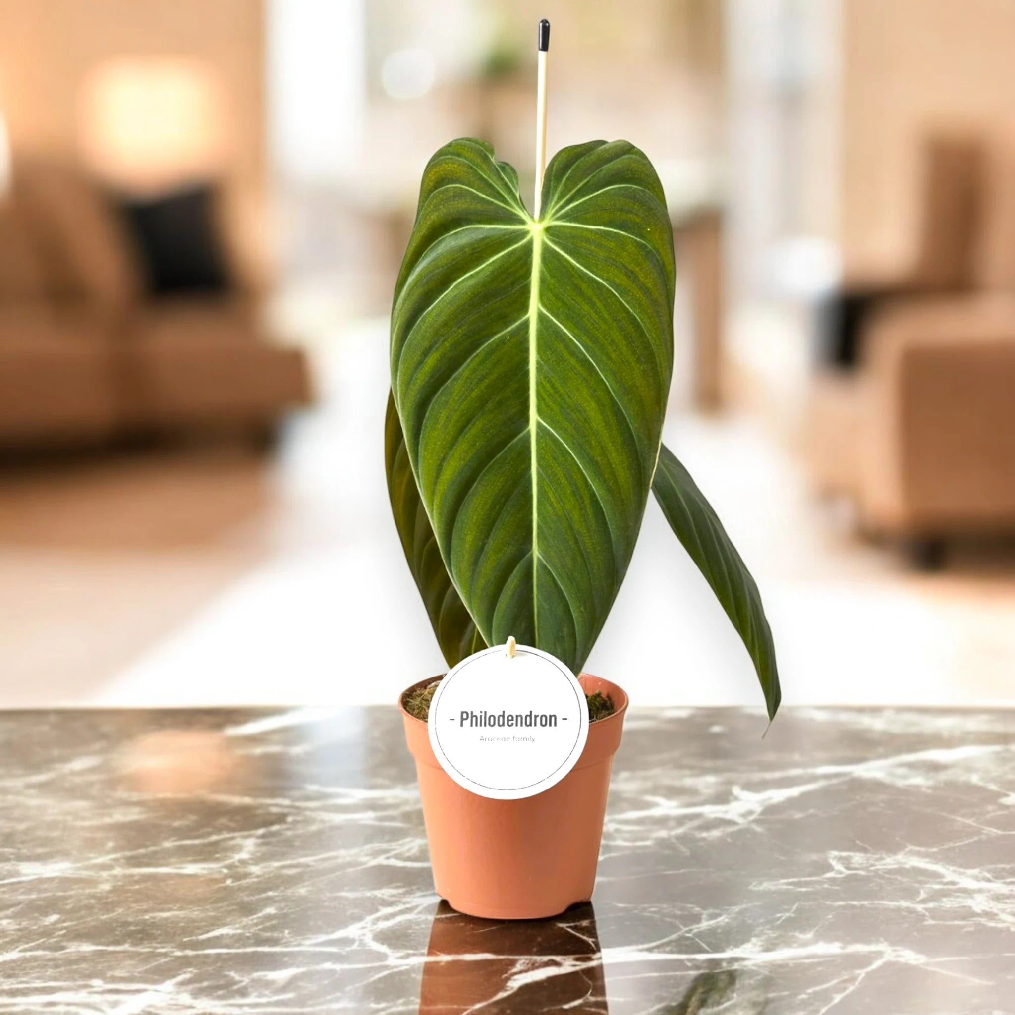 Philodendron melanochrysum