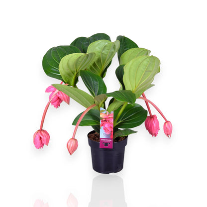 Medinilla magnifica con grappoli di fiori rosa penduli in vaso da interno
