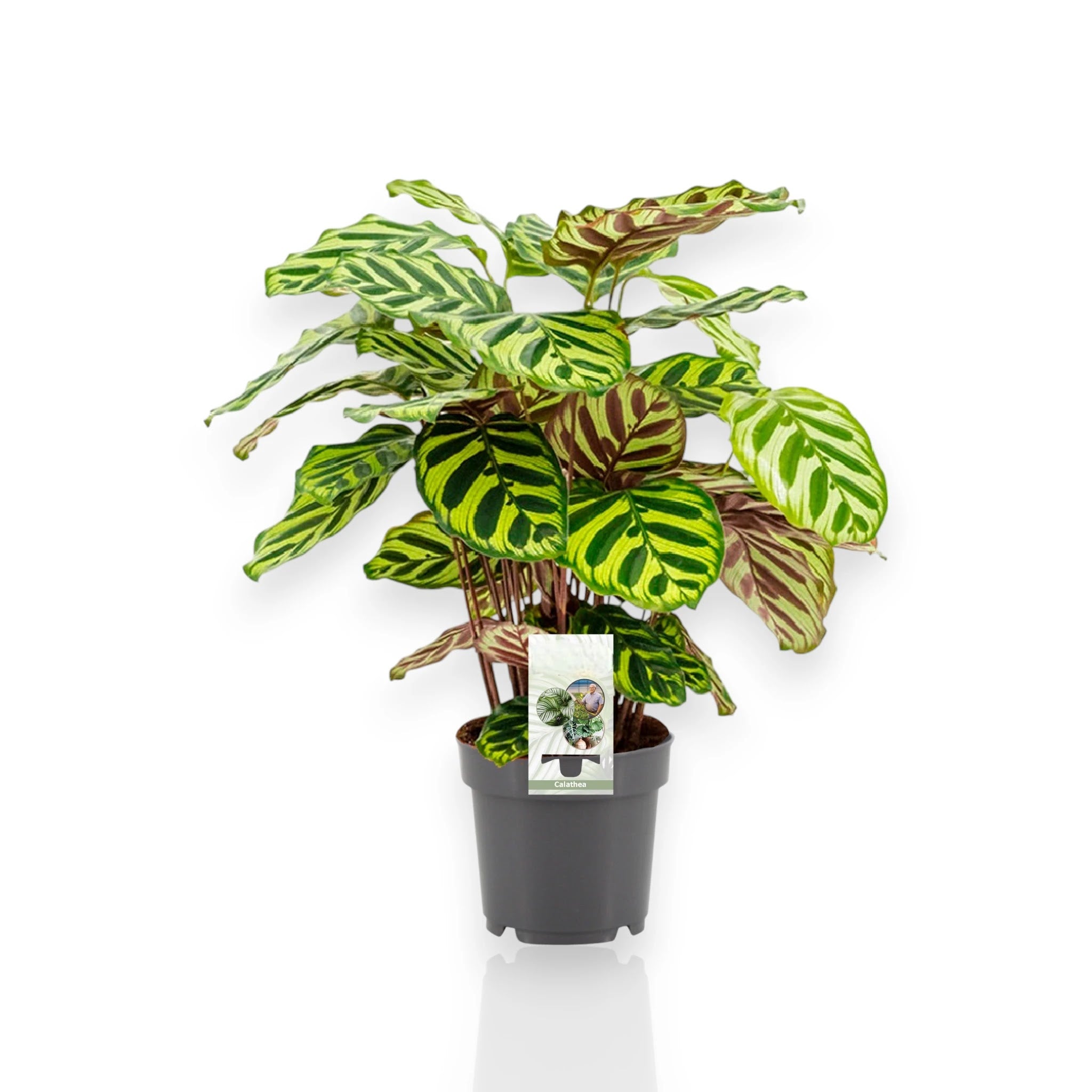 Calathea makoyana